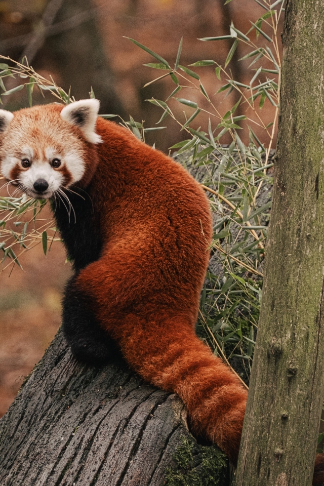 Красная панда сидит на дереве эвкалипта