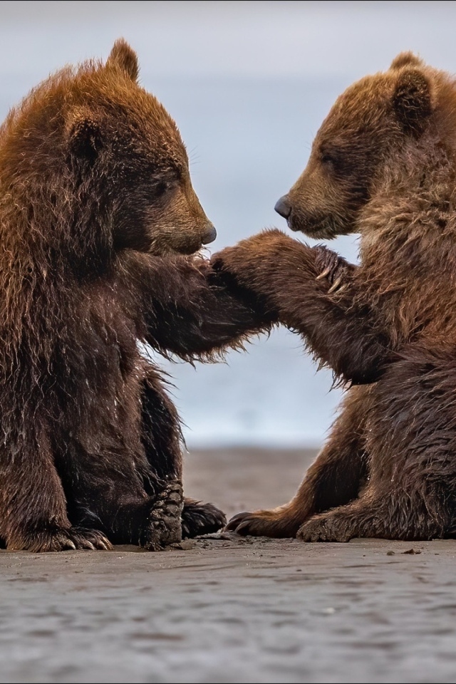 Два маленьких бурых медвежонка на мокром песке
