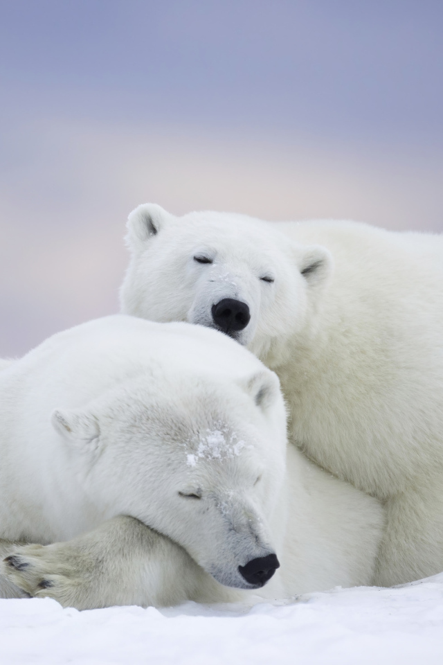 Два белых медведя спят на снегу