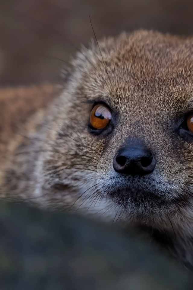 Большие карие глаза мангуста