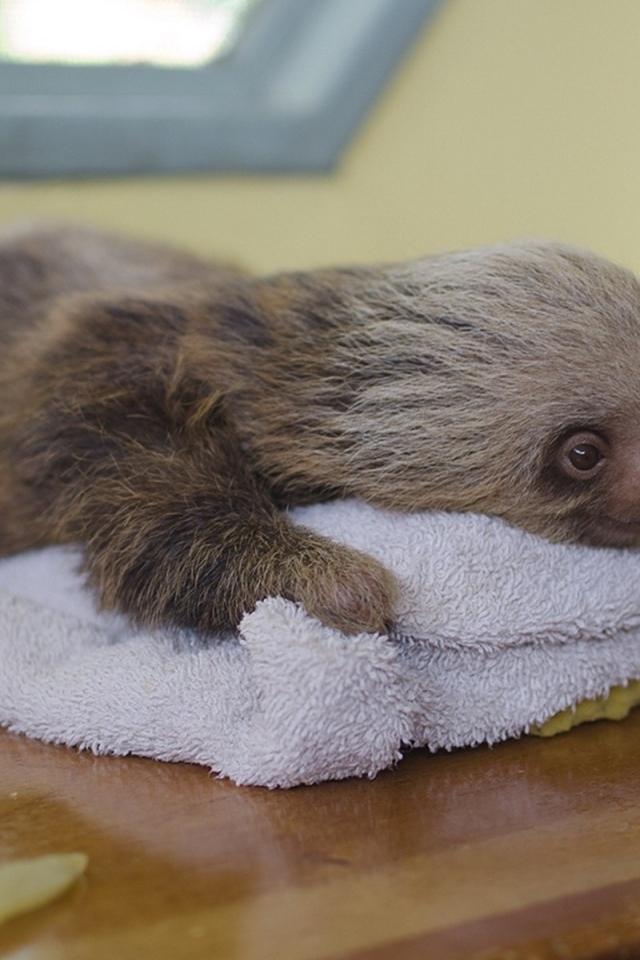 Маленький ленивец лежит на столе