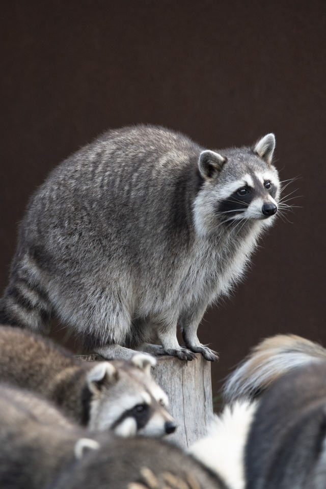 Много милых серых енотов