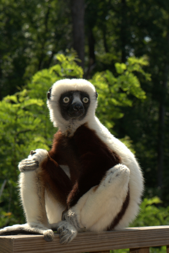 Лемур сифака в зоопарке 