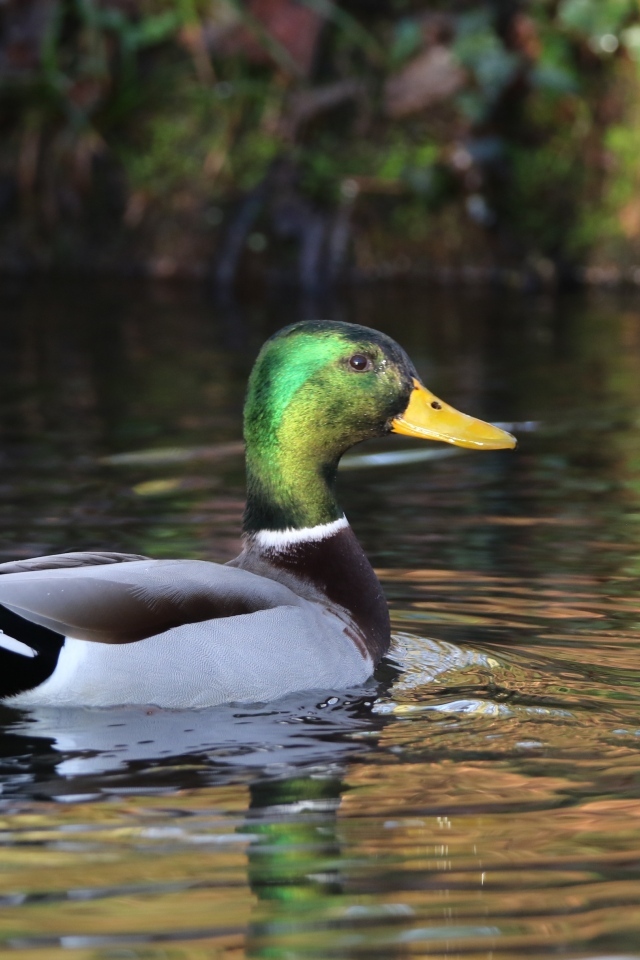 Красивый селезень плавает в воде
