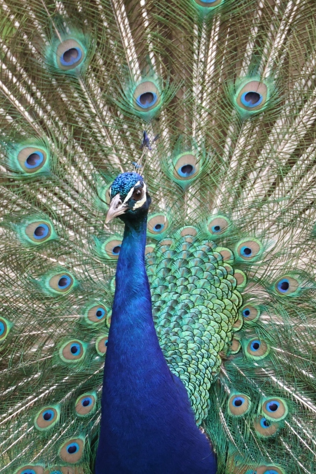 Красивый павлин раскрыл пышный хвост