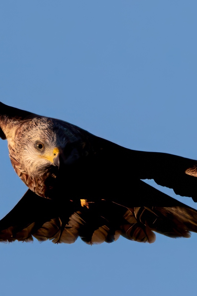 Большой красный коршун летает в небе