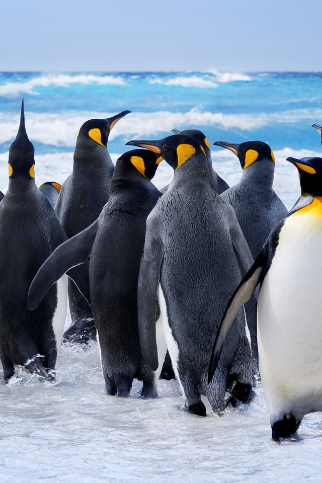 Стая пингвинов на льду у моря