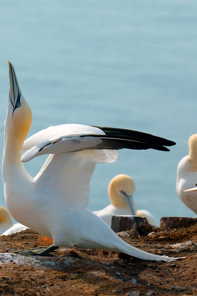 Стая чаек на скале у моря