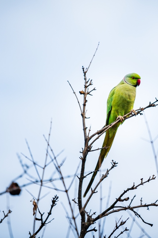 Зеленый попугай сидит на ветке дерева