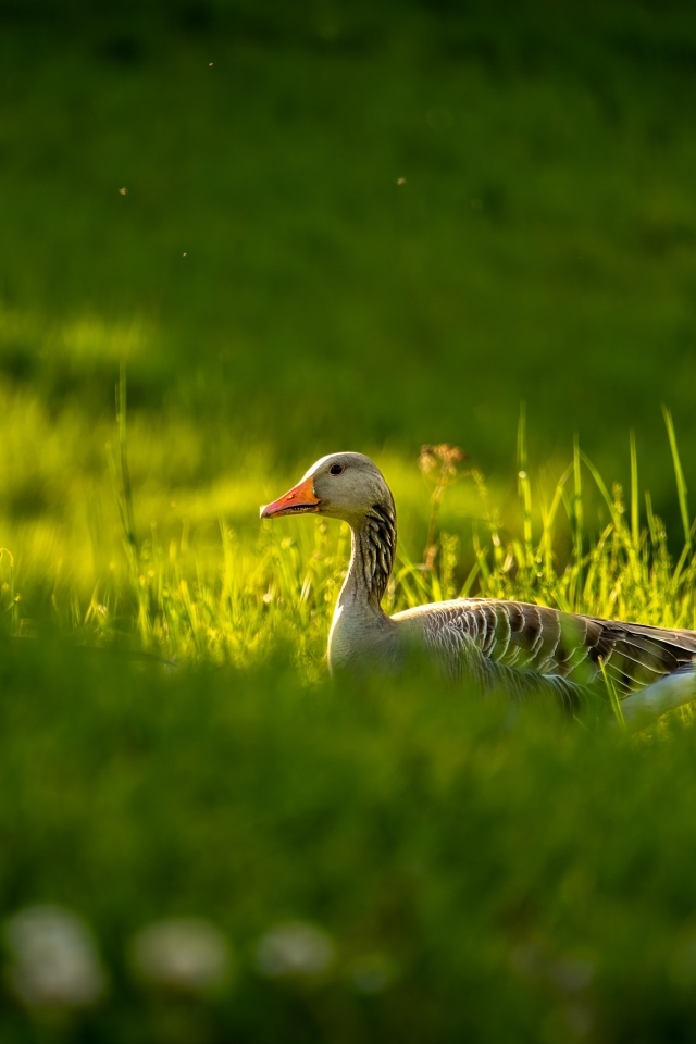 Большой серый гусь гуляет по зеленой траве