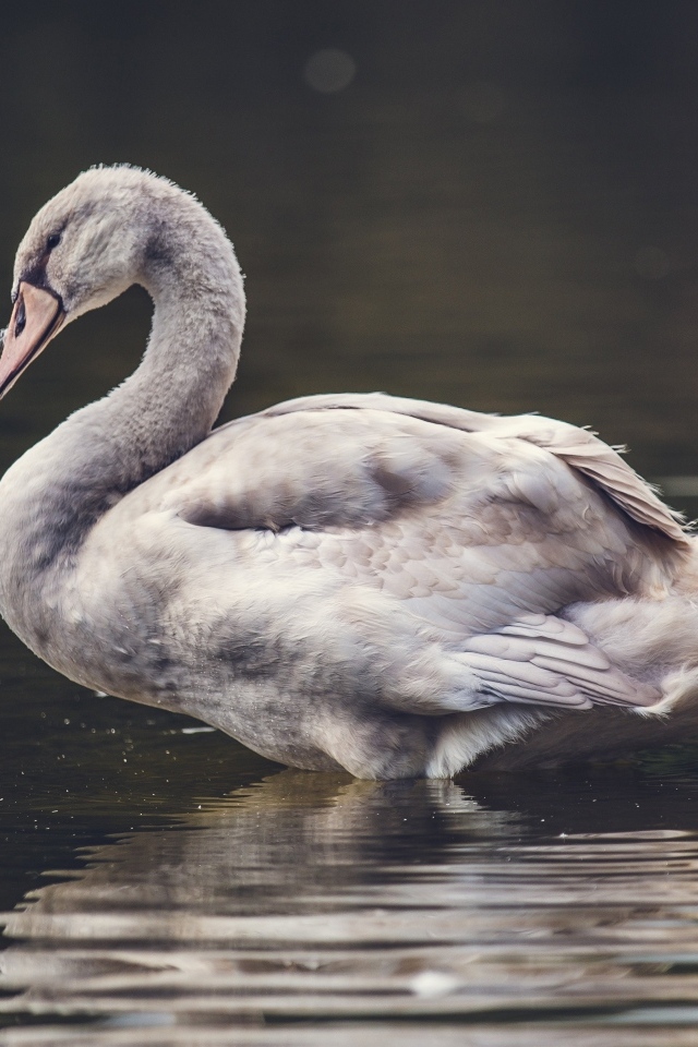 Большой серый гусь стоит в воде