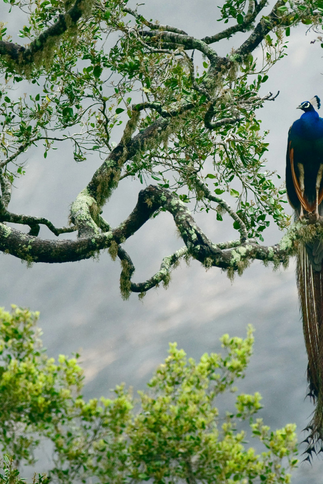 Большой павлин сидит на ветке дерева