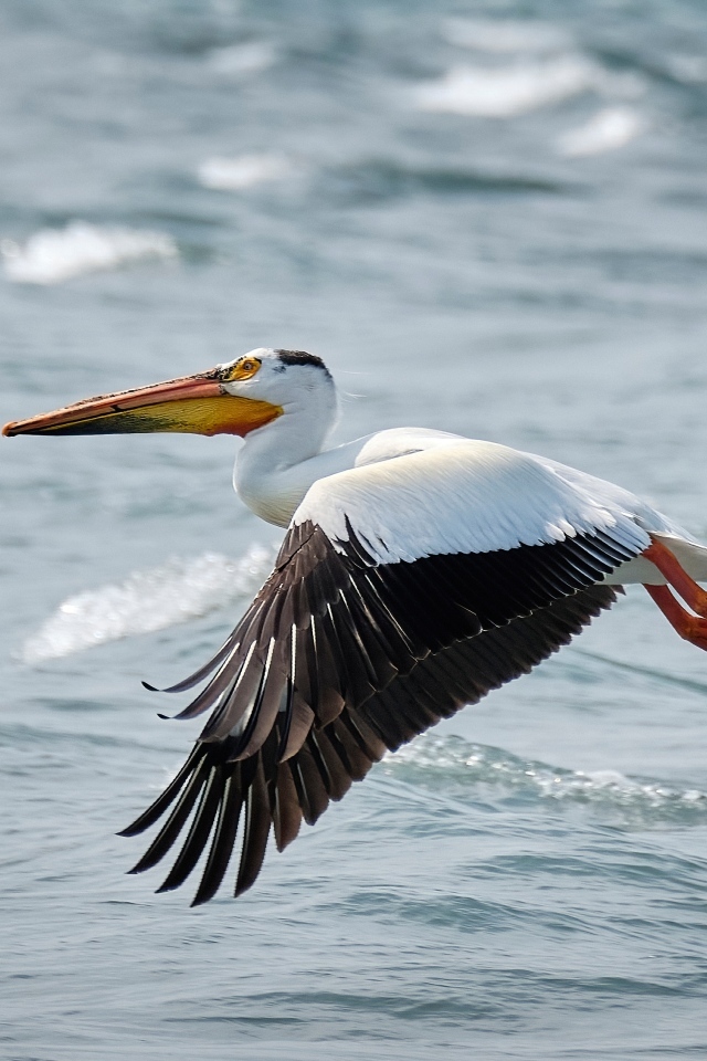 Большой пеликан летит над водой