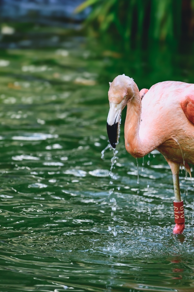 Большой розовый фламинго стоит в воде