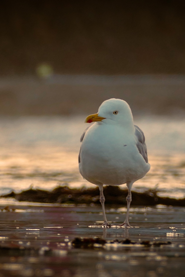Большая чайка стоит в воде