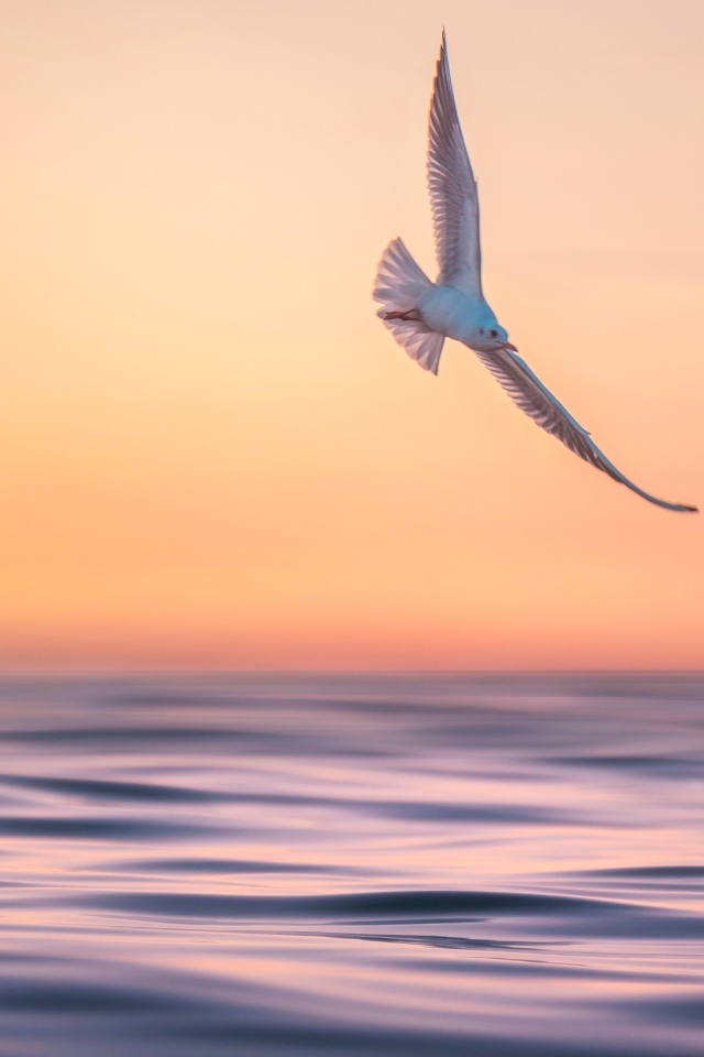 Чайка летает над спокойным морем