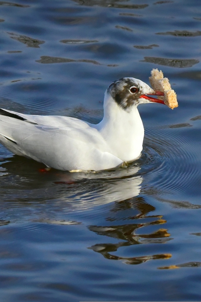 Чайка  с куском хлеба плавает в воде