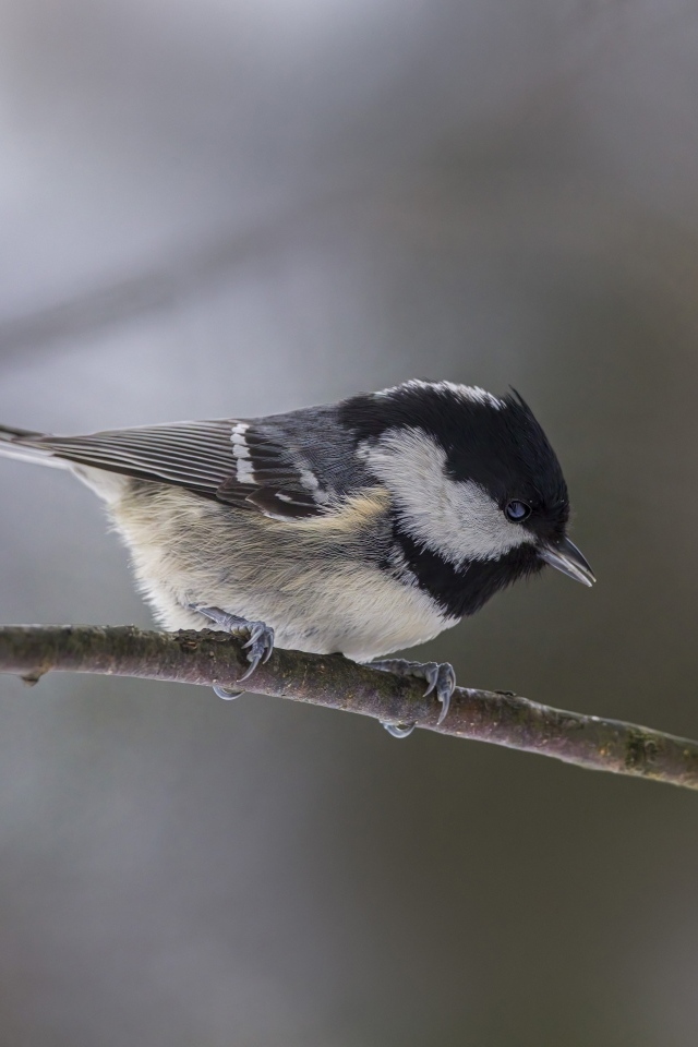 Маленькая пестрая синичка сидит на ветке дерева 