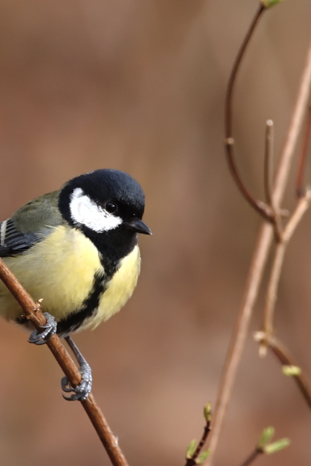 Маленькая синица сидит на тонкой ветке