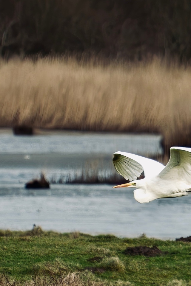 Белая цапля летит над водой