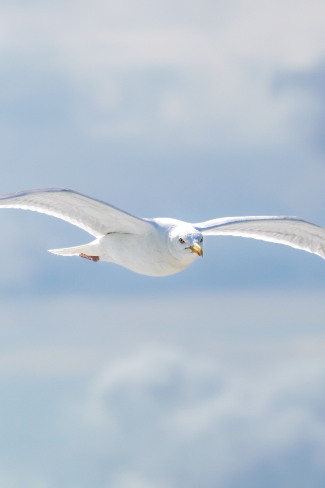 Белая чайка летит в облаках