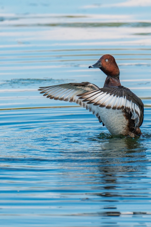 Дикая утка готовится к взлеты на озере