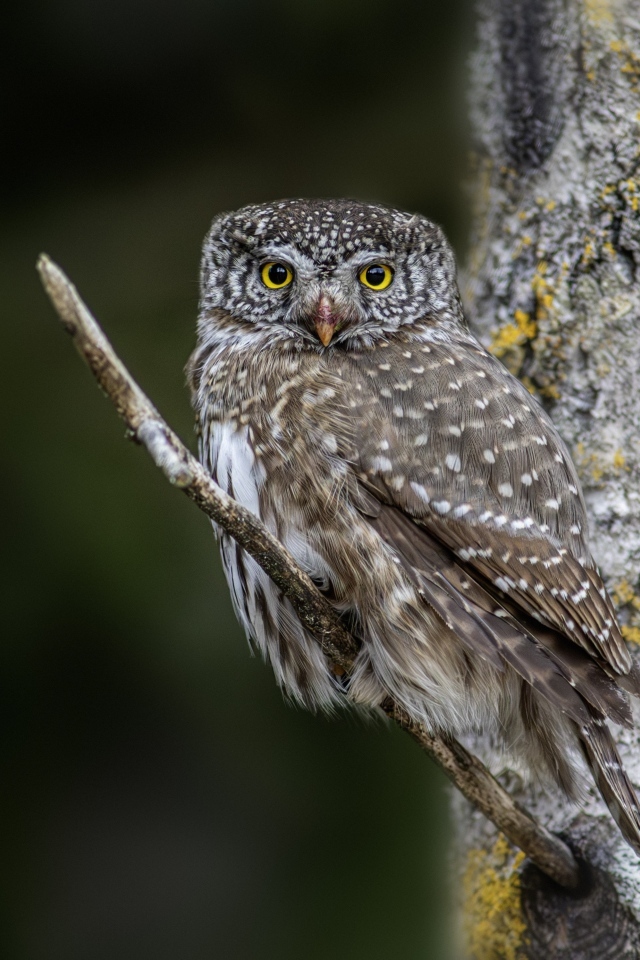 Птица сова сидит на ветке у дерева