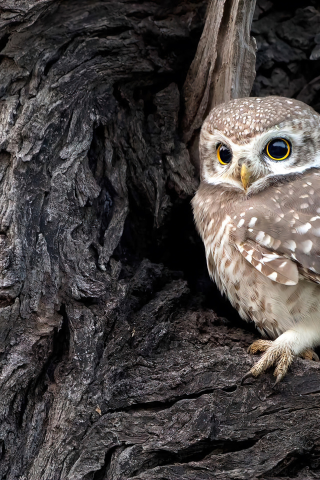 Сова сидит в дупле у дерева