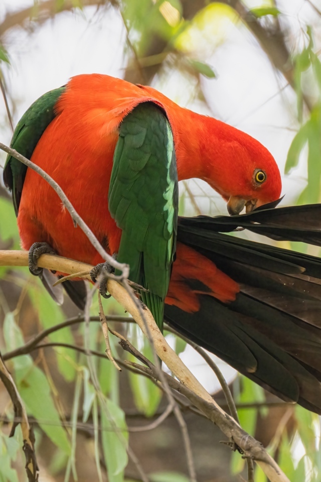 Красивый австралийский королевский попугай на ветке