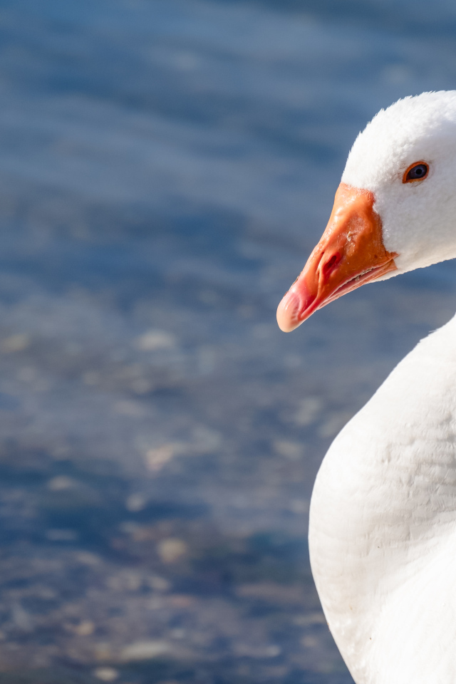 Красивый белый гусь в лучах солнца у воды