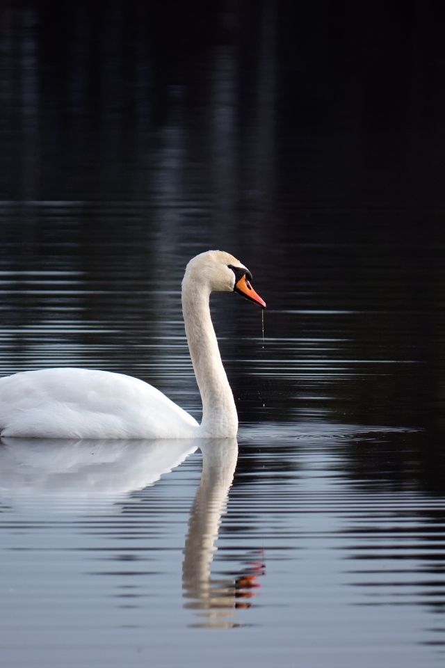 Красивый белый лебедь отражается в воде