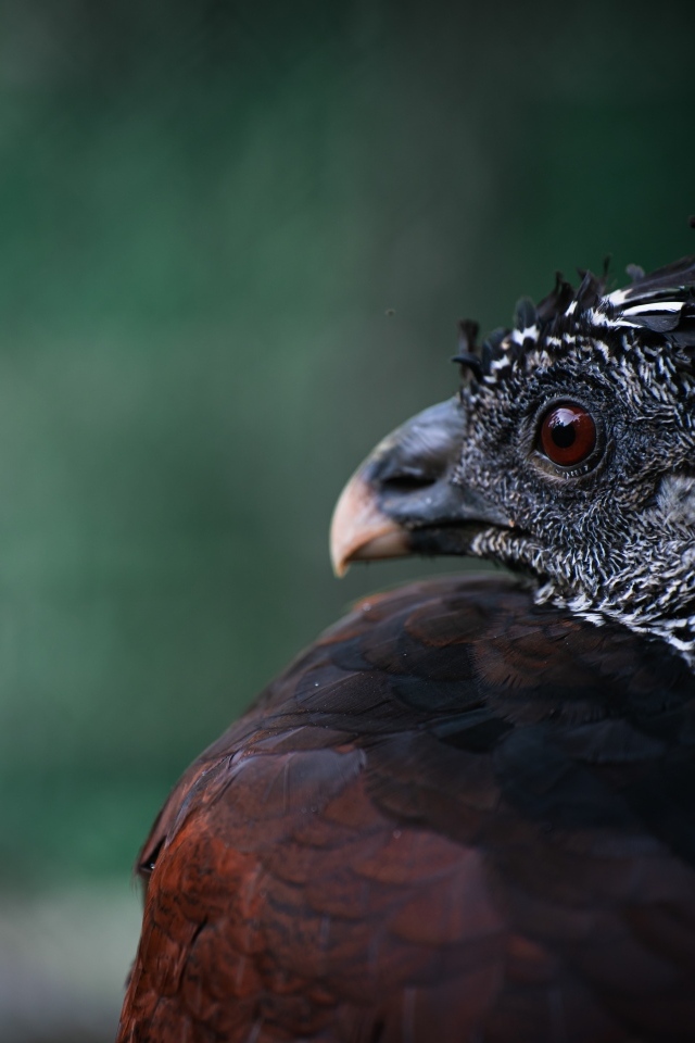 Большая черная птица великий курасов