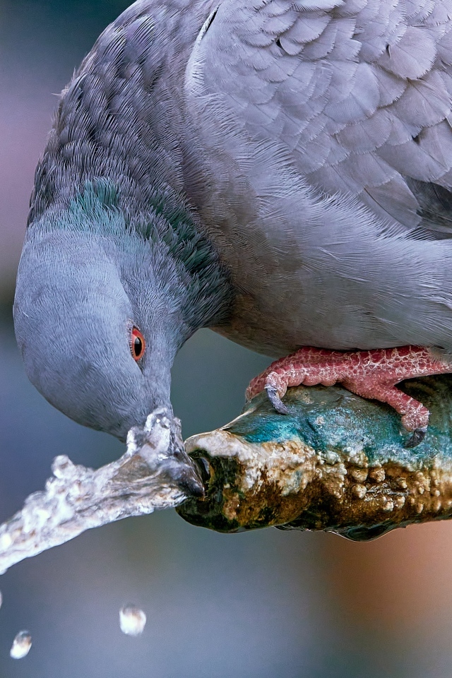 Большой серый голубь пьет воду