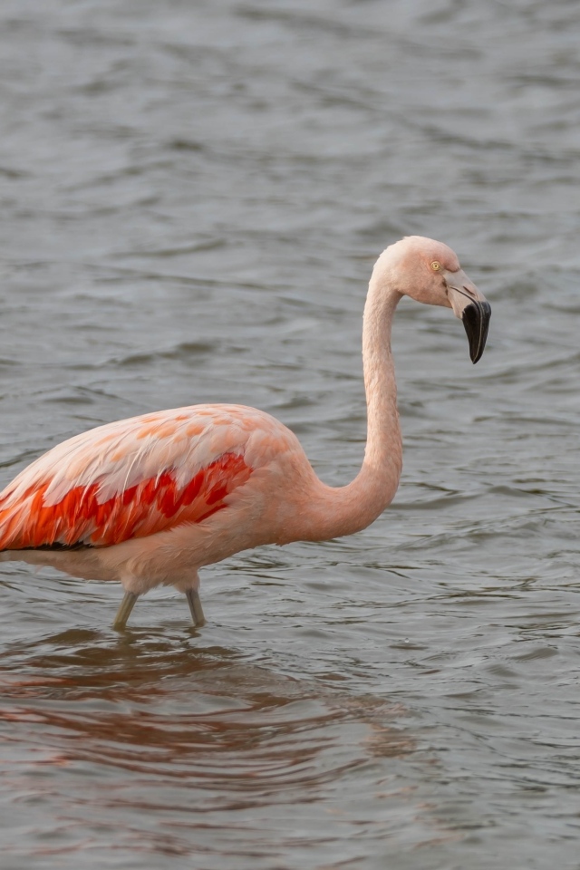 Большой розовый фламинго в воде