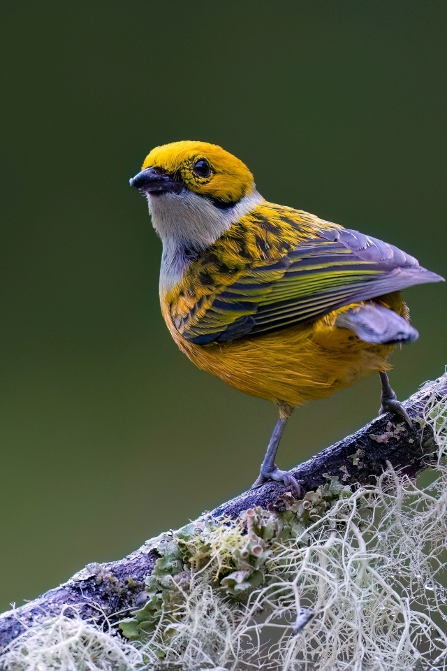 Птица вьюнок сидит на ветке