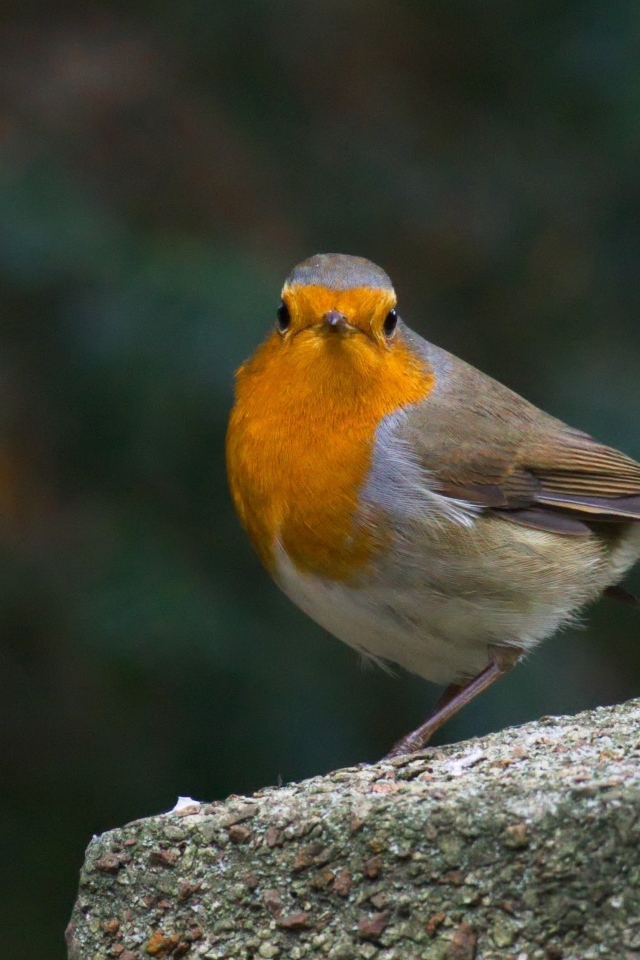 Птица вьюнок сидит на бетонной плите