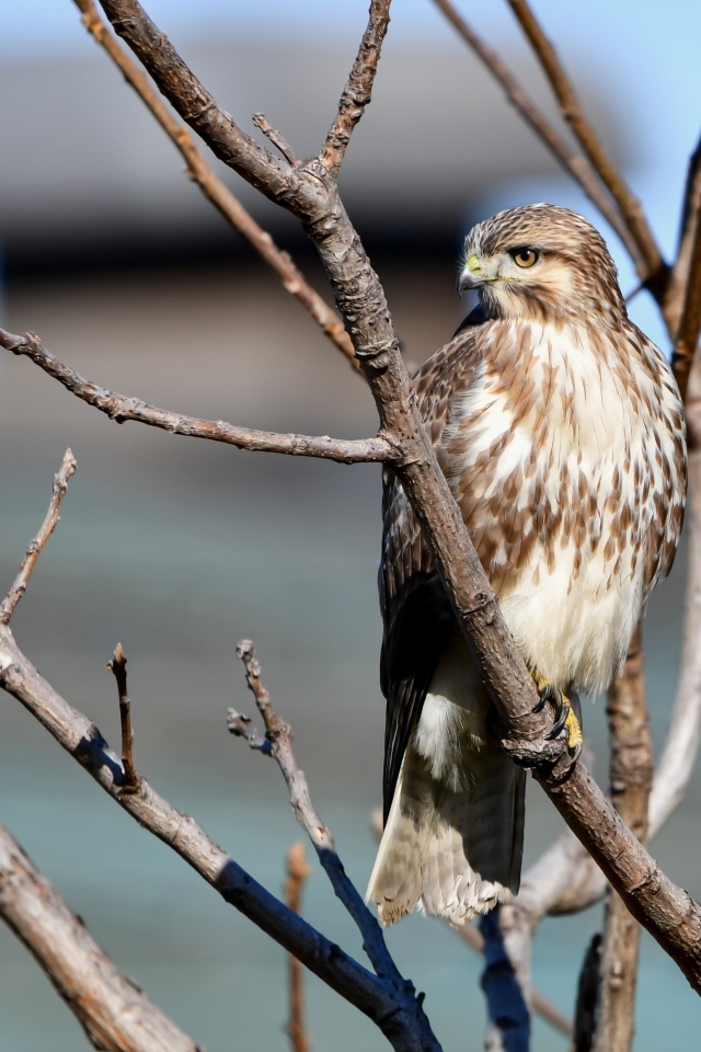 Хищная птица канюк сидит в ветках дерева