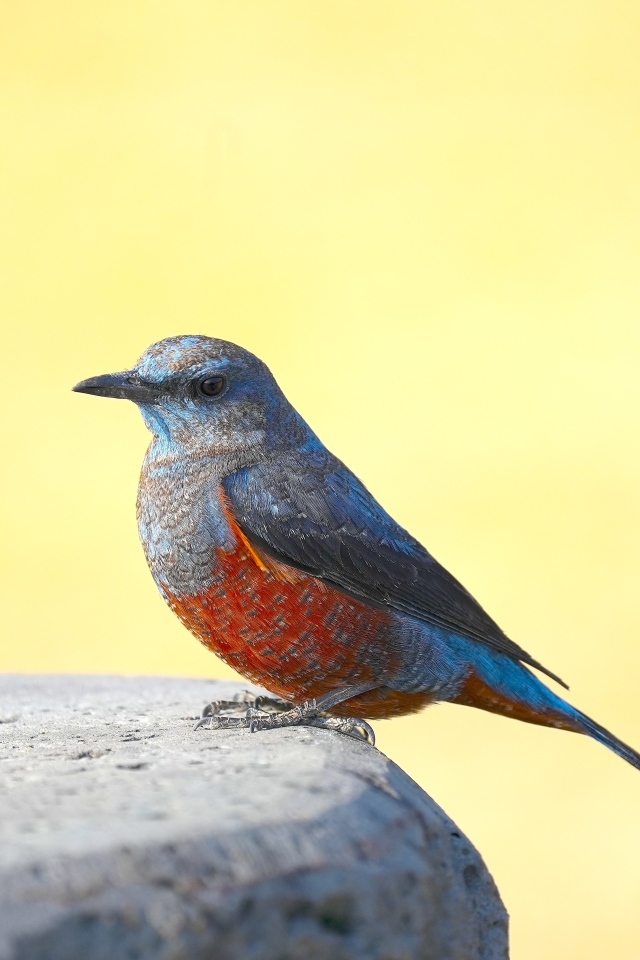 Птица сидит на камне на желтом фоне