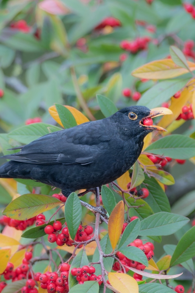 Черная птица на ветке с красными ягодами