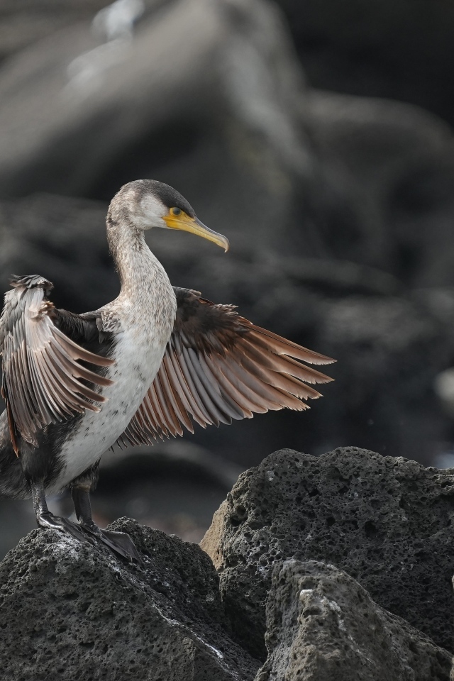 Черный баклан охотится на камне