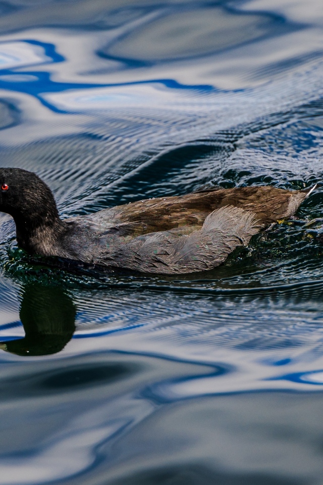 Черная кряква плывет по озеру