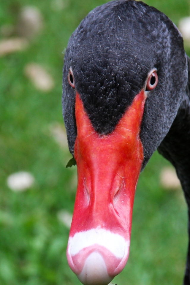Черный лебедь с красным клювом крупным планом