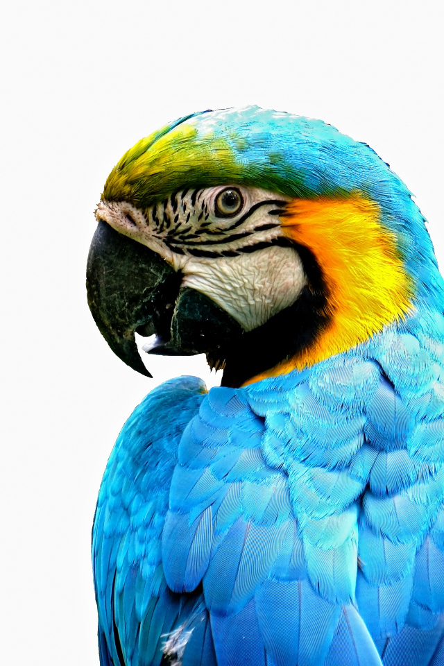 Голубой попугай ара крупным планом на белом фоне