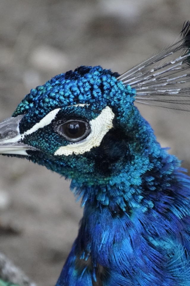 Синяя голова павлина крупным планом
