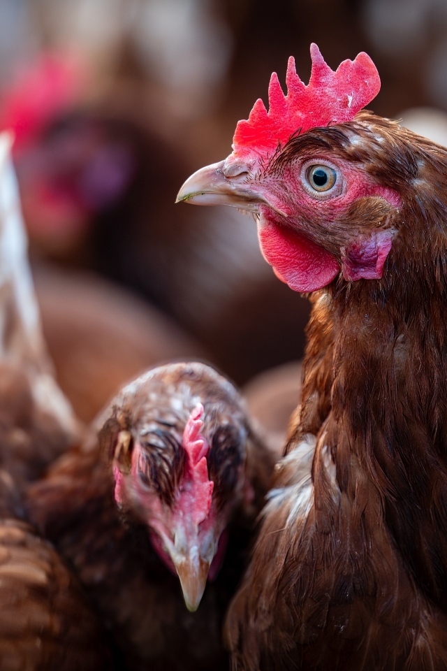 Коричневые домашние куры на ферме