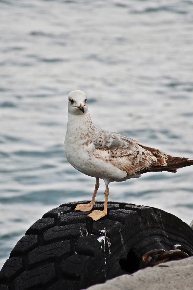 Коричневая чайка стоит у воды