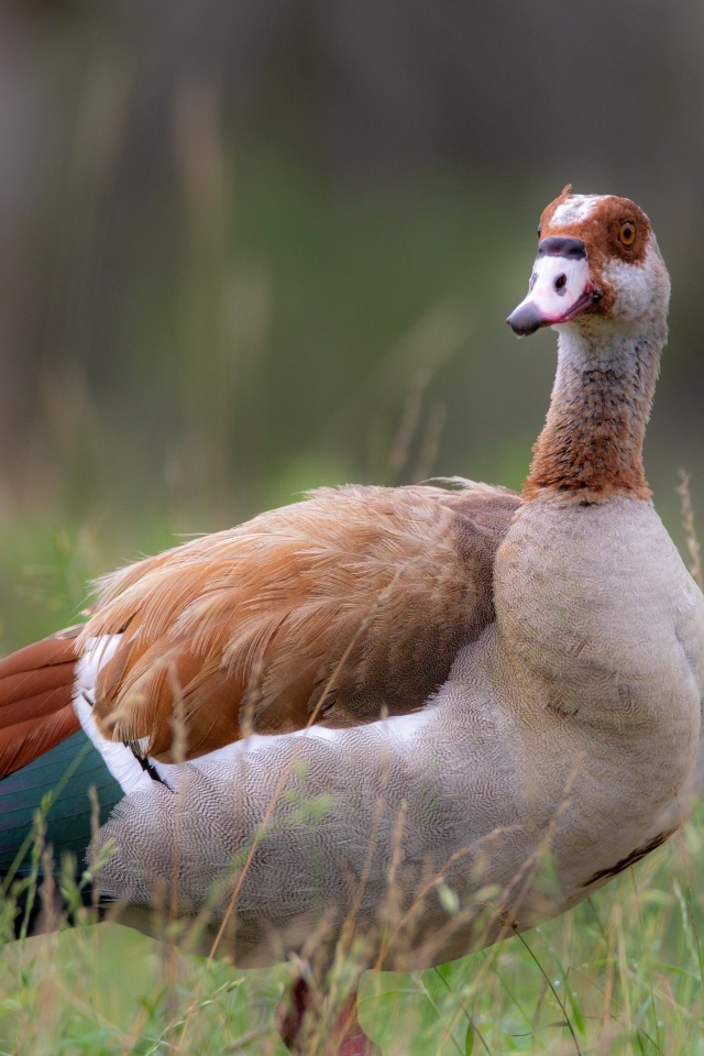Коричневый дикий гусь в траве