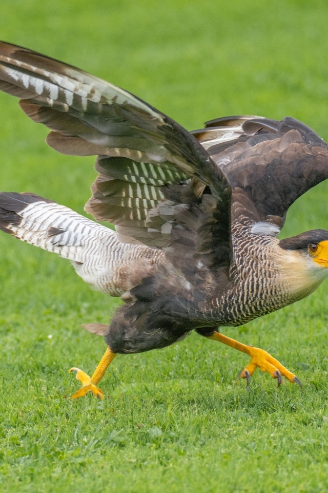 Птица каракара готовится к взлету