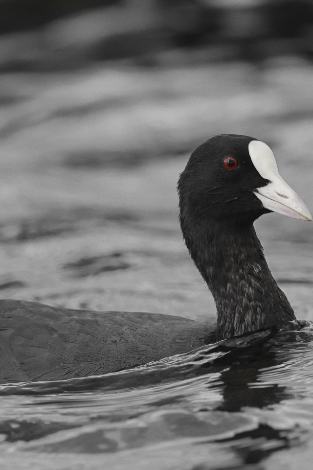 Птица лысуха плывет по воде