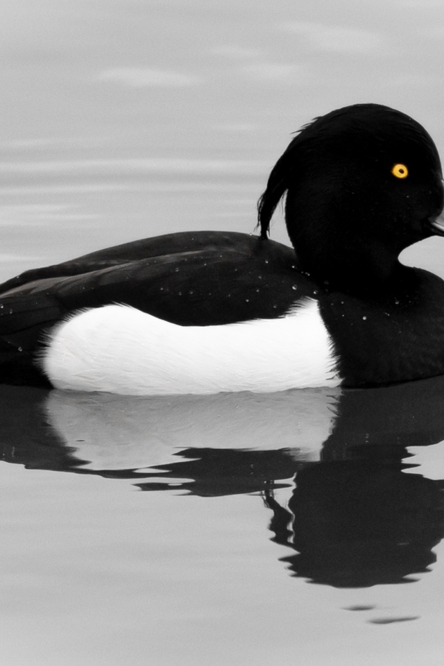 Хохлатая утка плавает в воде